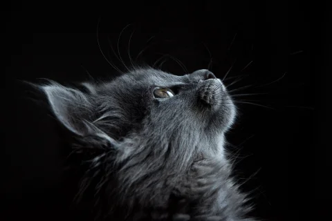 Adorable animals photo pack